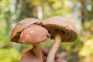 Boletus edulis edible mushroom in the forest