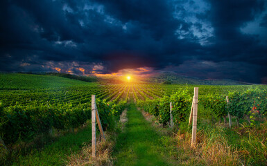 Obraz premium Ripe grapes on vines in Tuscany, Italy. Picturesque winery, vineyard. Sunset warm light. Eco. Sustainable