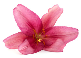 Fototapeta na wymiar One pink lily.