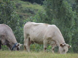 Vacas