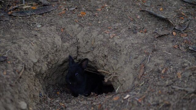 Rabbit burrow in the ground. The hole in the subsoil is the natural habitat of the bunnies.