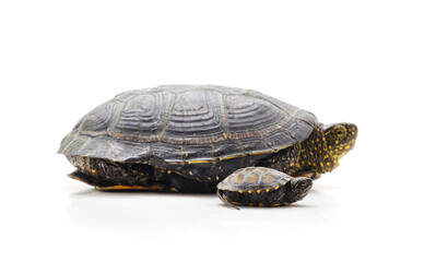 Obraz premium Big and small turtle.