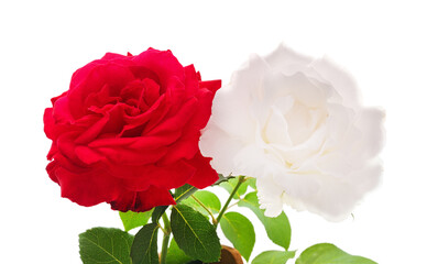 Red and white roses.