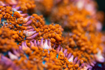 Beautiful mushroom lps coral in coral reef aquarium tank. Macro shot. Selective focus.