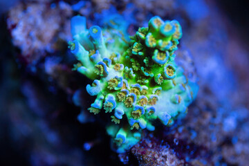 Beautiful acropora sps coral in coral reef aquarium tank. Macro shot.