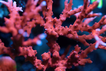 Beautiful anacropora sps coral in coral reef aquarium tank. Macro shot.