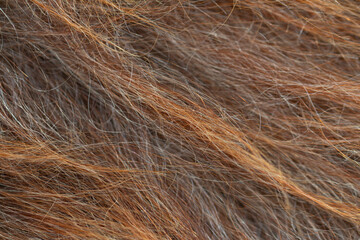 Animal fur texture or background. Macro shot. Selective focus.