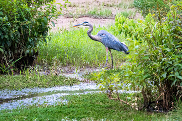 Blue Heron fishing at Roswell wildlife sanctuary wetlands.