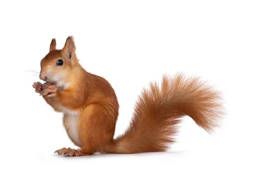 Keuken foto achterwand Eekhoorn Red Japanese Lis squirrel, sitting side ways, holding a hazel nut in front paws and eating from it. Tail up. Isolated on white background.