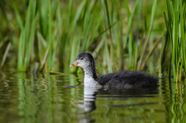Juvenile Eurasian coot (Fulica atra) in a lake with reed in the background.