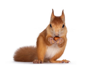 Obraz premium Red Japanese Lis squirrel, sitting facing front, holding a hazel nut in front paws and eating from it. Looking towards camera showing both eyes. Isolated on white background.