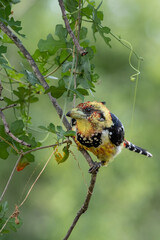 Crested Barbet (Trachyphonus vaillantii) perching on a twig