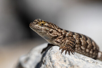 Western Fence Lizard (Sceloporous occidentalis) Portrait