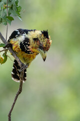 Close up of a crested Barbet (Trachyphonus vaillantii) perching on a twig on a twig