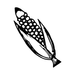 Hand drawn sketch style of corn vegetable
