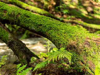 Wurz mit Moos im Wald