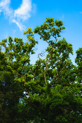 green forest and blue sky