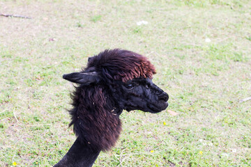 Dark brown lama head in grass background, a small dark lama in summer