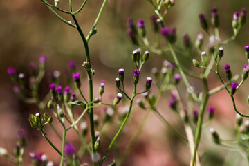 Artistic soft focus macro closeup of tiny Little Ironweed, Cyanthillium Cinereum with blurry...