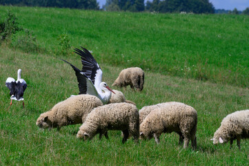 Obraz premium Stork on a walk with sheep on the green lawn