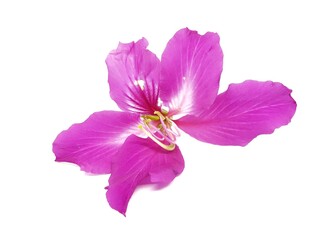 Closeup of pink flowers. Isolated on white background 