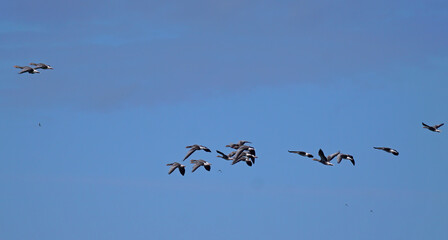 Lockere Formation