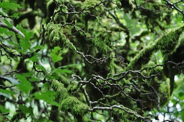 Moss in tree branches (2)