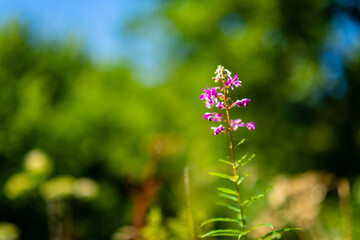 purple flower in the garden
