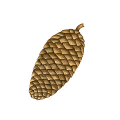 Watercolor closed brown pine cone. Fall season Woodland element isolated for Autumn natural design, wrap, poster, card, invitation. Hand drawn botanical illustration, Forest clip art