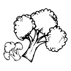 Hand Drawn sketch of broccoli icon