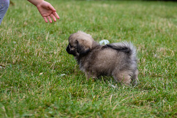 Naklejka na ściany i meble Little Pekingese puppy for a walk in the park. Walk your pet in the fresh air. The child's hand reaches for the puppy