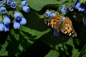 Painted Lady butterfly (vanessa Cardui), wings opened, feeding on the Comfrey medicinal plant...