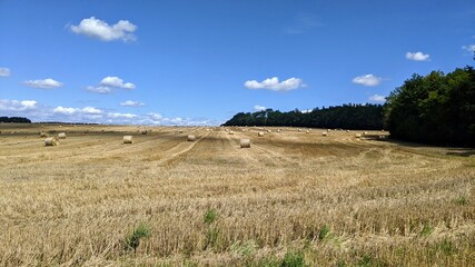 Rolled Bales of Drying Straw and Haulm Stationed on Harvested Field in Autumn