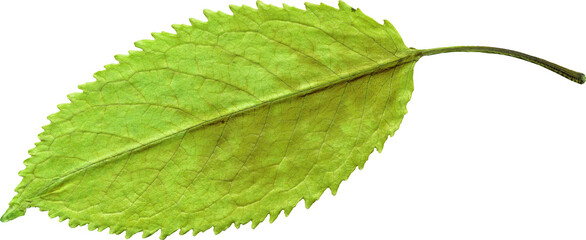 Isolated realistic colorful leaf on white background. Organic decorative element.