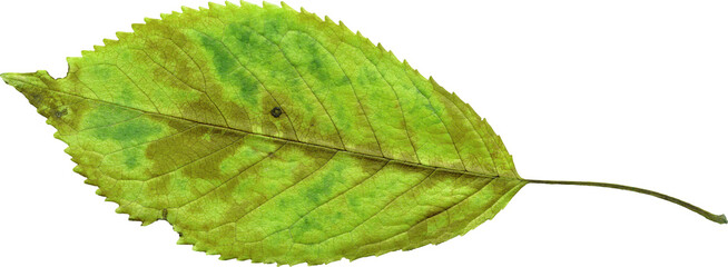 Isolated realistic colorful leaf on white background. Organic decorative element.