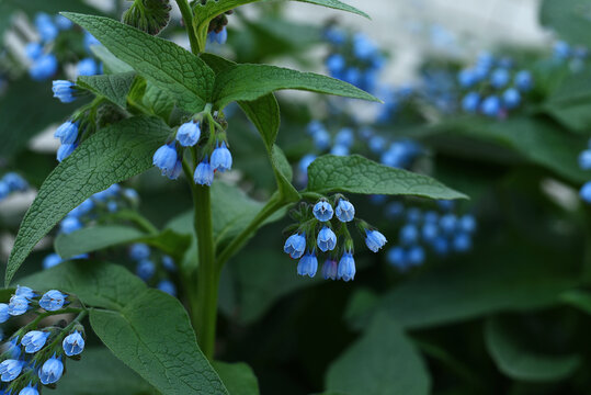 Comfrey medicinal plant (Symphytum) blooms with blue flowers. Flowers of Symphytum asperum. Beautiful summer blue bells, wild medicinal plant