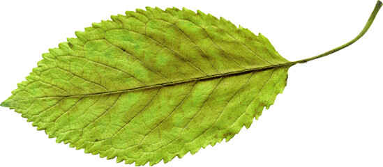 Isolated realistic colorful leaf on white background. Organic decorative element.