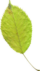 Isolated realistic colorful leaf on white background. Organic decorative element.