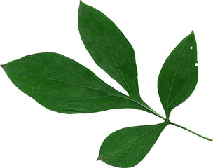 Fototapeta na wymiar Isolated realistic colorful leaf on white background. Organic decorative element.