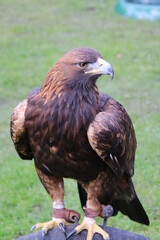 A view of a Golden Eagle