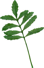 Isolated realistic colorful leaf on white background. Organic decorative element.