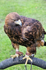 A view of a Golden Eagle