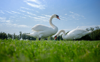 swans on the green grass 