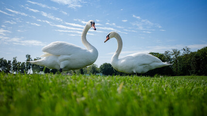two swans on the lake