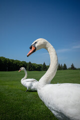 swan on the lake in the park