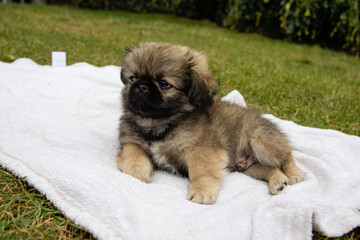 A small puppy of Peking Pekingese breed lies on a blanket with toys in the park