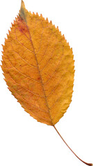 Isolated realistic colorful leaf on white background. Organic decorative element.