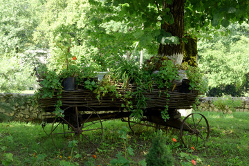 Fototapeta na wymiar Old wooden cart filled with green plants, beautiful landscaping. Wheeled cart with flowers in the city park. An element of external decor. Ecopark