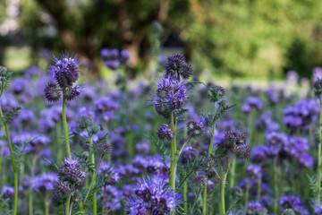 Fototapeta premium Phacelia blooming in the meadow. Beautiful flowers.