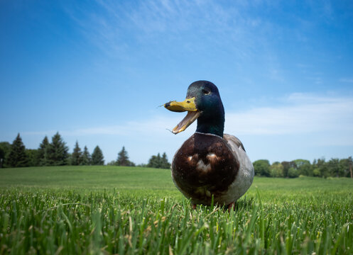 Duck On The Grass And The Sky